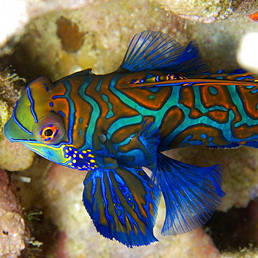 Mandarinfish (Synchiropus splendidus) male, Malapascua, Cebu, Philippines, Visayan Sea, Southeast Asia, Asia