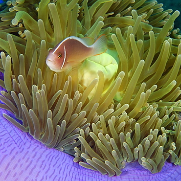 Pink anemone fish (Amphiprion periderion) on magnificent sea anemone (Heteractis magnifica), Dumaguete, Negros, Philippines, Southeast Asia, Asia