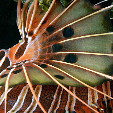 Spotfin lionfish, Pterois antennata, abstract fin detail, Dumaguete, Negros, Philippines, Southeast Asia, Asia