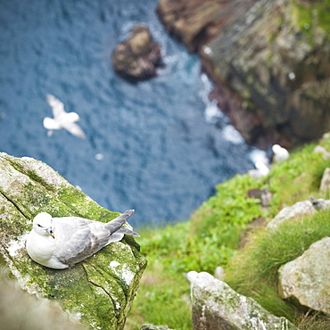 Wild Northern fulmar (Fulmarus glacialis), Village Bay, Hirta island, St. Kilda Islands, Outer Hebrides, Scotland, United Kingdom, Europe