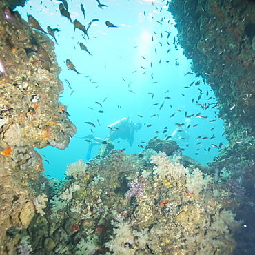 Scuba diving, Southern Thailand, Andaman Sea, Indian Ocean, Southeast Asia, Asia