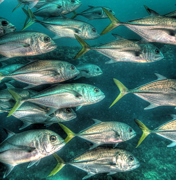 Jack fish in HDR, Bahamas, West Indies, Central America