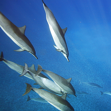 Hawaiian spinner dolphin pod (Stenella longirostris) underwater in the AuAu Channel off the coast of Maui, Hawaii, USA. Pacific Ocean.