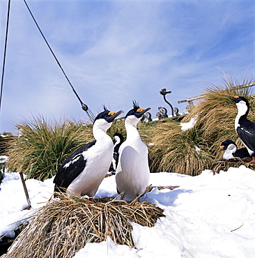 Blue-eyed Shags on the wreck of the 'Bayard' Ocean Harbour South Georgia