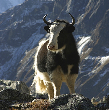 Yak. Kumbu Region, Nepal.