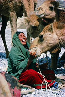 Baluch nomad woman with camels, Pakistan, Asia