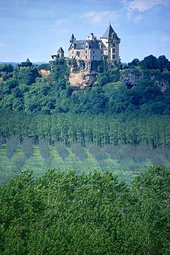 Walnut trees in foreground, Montfort, Dordogne, France, Europe