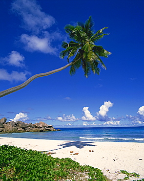 Tropical coastline with eroded rock formation and palm trees, La Digue, Seychelles, Indian Ocean, Africa