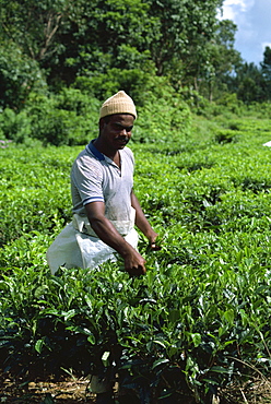 Tea picking, Mauritius, Africa