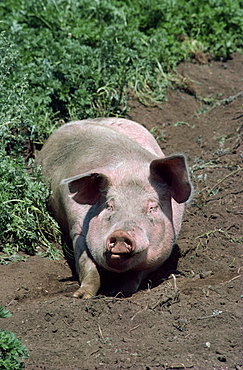 Pig, British Columbia, Canada, North America