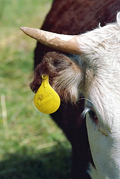 Tag in cow's ear, British Columbia, Canada, North America