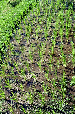 Young rice plants, Bali, Indonesia, Southeast Asia, Asia