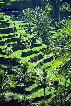 Rice terraces, Bali, Indonesia, Southeast Asia, Asia