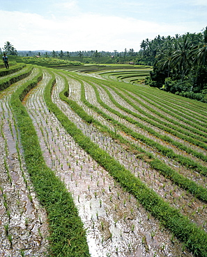 Rice paddy fields, Bali, Indonesia, Southeast Asia, Asia