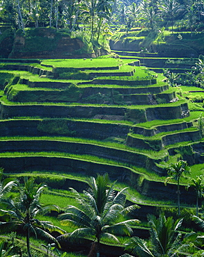 Rice terraces, Bali, Indonesia, Southeast Asia, Asia