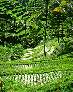 Rice terraces, Bali, Indonesia, Southeast Asia, Asia