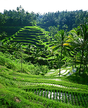 Rice terraces, Bali, Indonesia, Southeast Asia, Asia