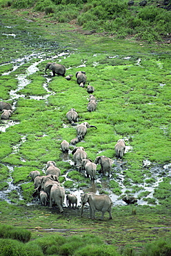 Elephant, Amboseli National Park, Kenya, East Africa, Africa