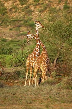 Reticulated giraffe, Samburu National Reserve, Kenya, East Africa, Africa