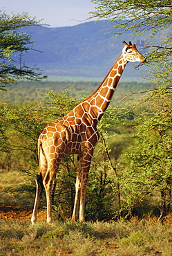 Giraffe, Samburu National Reserve, Kenya