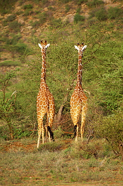 Reticulated giraffe, Samburu National Reserve, Kenya, East Africa, Africa