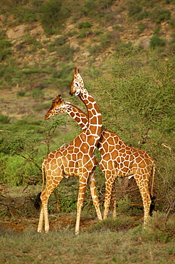 Reticulated giraffe, Samburu National Reserve, Kenya, East Africa, Africa