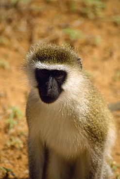 Vervet monkey, Samburu National Reserve, Kenya, East Africa, Africa