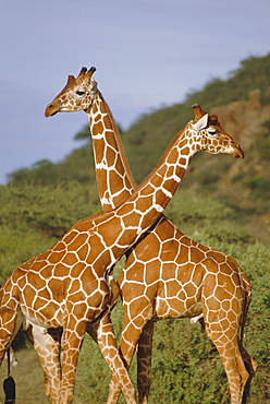 Giraffe, Sambura, Kenya, Africa