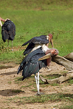 Maribou storks, Masai Mara National Reserve, Kenya, East Africa, Africa