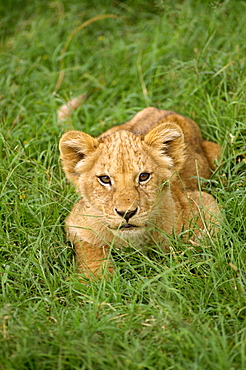 Young lion, Masai Mara National Reserve, Kenya, East Africa, Africa