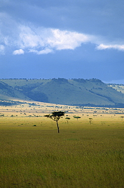 Masai Mara National Reserve, Kenya, East Africa, Africa