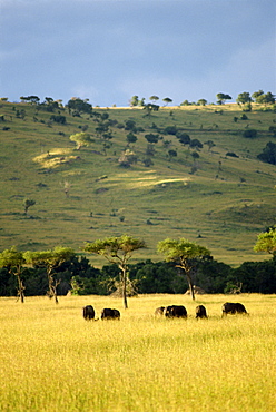 Masai Mara National Reserve, Kenya, East Africa, Africa