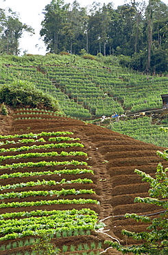 Vegetable growing, Cameron Highlands, Malaysia, Southeast Asia, Asia