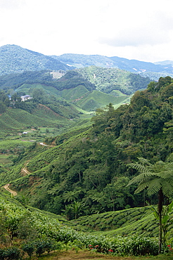 Tea country, Cameron Highlands, Malaysia, Southeast Asia, Asia