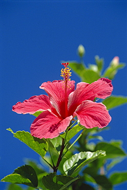 Pink hibiscus flower, Bermuda, Central America