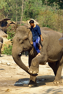 Mahout climbing onto elephant, Elephant Camp near Chiang Mai, Thailand, Southeast Asia, Asia