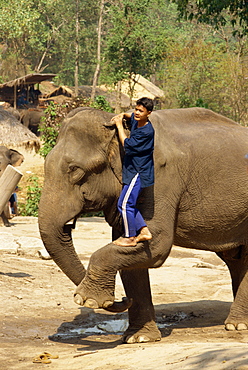 Mahout climbing onto elephant, Elephant Camp near Chiang Mai, Thailand, Southeast Asia, Asia