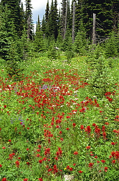 Wild flowers, Rocky Mountains, Canada, North America