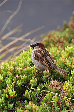 House sparrow, St. Mary's, Isles of Scilly, United Kingdom, Europe