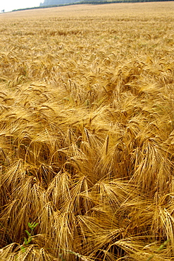 Wheat, Burgundy, France, Europe