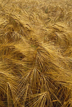 Wheat, Burgundy, France, Europe