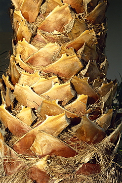 Close-up of stem of palm tree, Santiago, La Gomera, Canary Islands, Spain, Europe