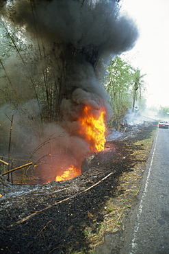 Fire, burning bamboo at side of road in the south of the island, Trinidad, West Indies, Caribbean, Central America