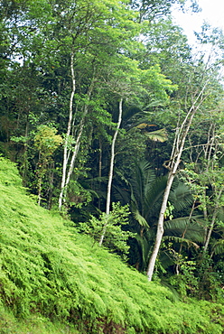 Rainforest, Tobago, West Indies, Caribbean, Central America