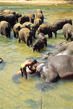 Elephants being washed near the Elephant Orphanage, Pinnawela, Sri Lanka, Asia