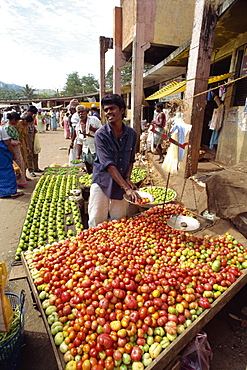 Market vendor selling tomatoes, main market area, Kandy, Sri Lanka, Asia