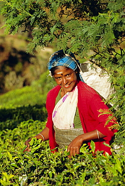 Woman plucking tea, Nuwara Eliya area, Sri Lanka