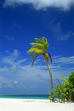 Palm tree on beach on the island of Nakatchafushi in the Maldive Islands, Indian Ocean, Asia