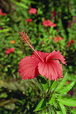 Pink hibiscus, Baros, Maldive Islands, Indian Ocean, Asia