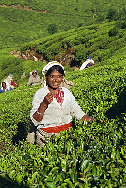 Tea plucking, Nuwara Eliya area, Sri Lanka, Asia